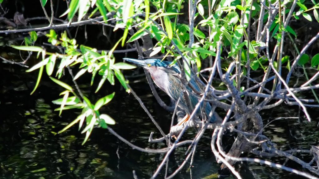 02 - Everglade NP (54).jpg